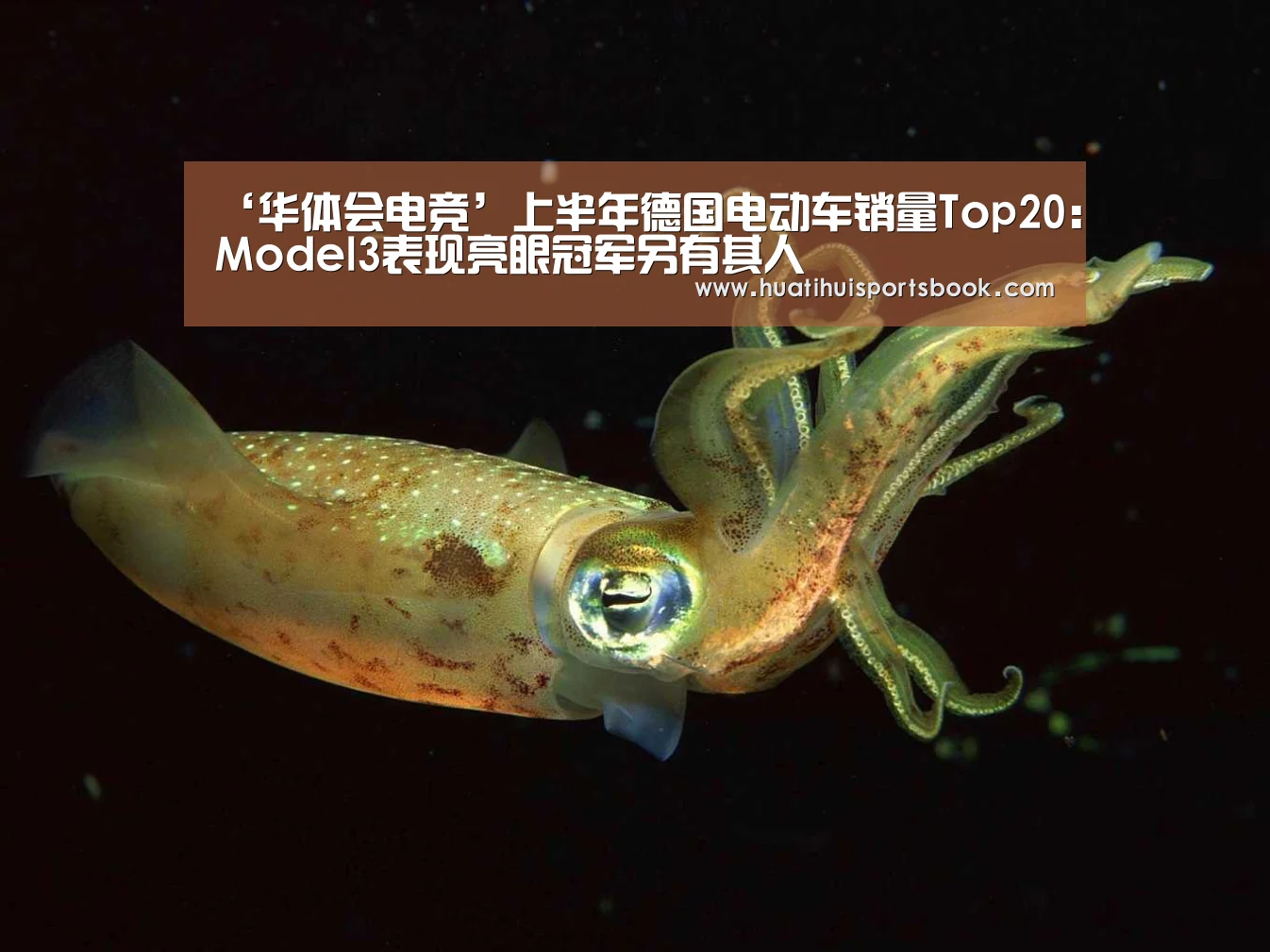 ‘华体会电竞’上半年德国电动车销量Top20:Model3表现亮眼冠军另有其人(图2) 华体会平台