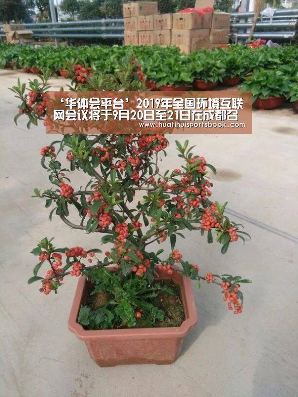华体会电竞